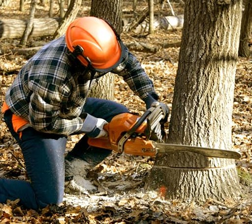 Tree Removal in Sherman, TX
